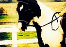 YOU Future Dressage Star!!! Other Gelding