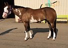 Gorgeous English/Western Bay Ove... Paint Gelding