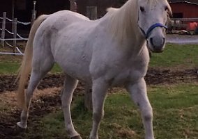 Arabian (Arabian, Gelding) in Claremont, NH