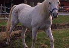 Arabian - Horse for Sale in Claremont, NH 03743 Arabian - Horse for Sale in Claremont, NH 03743