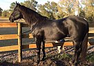Quarter Horse - Horse for Sale in Bell, FL 32619