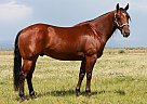Quarter Horse - Horse for Sale in Roosevelt, UT 84066