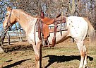 Appaloosa - Horse for Sale in Xenia, OH 45385