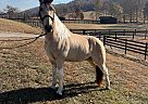 Tennessee Walking - Horse for Sale in Kingston, TN 37763