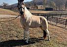 Tennessee Walking - Horse for Sale in Kingston, TN 37763 Tennessee Walking - Horse for Sale in Kingston, TN 37763