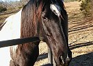 Classic Legacys Dixie Cheyenne