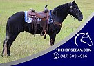 Draft - Horse for Sale in Tompkinsville, KY 42166 Draft - Horse for Sale in Tompkinsville, KY 42166