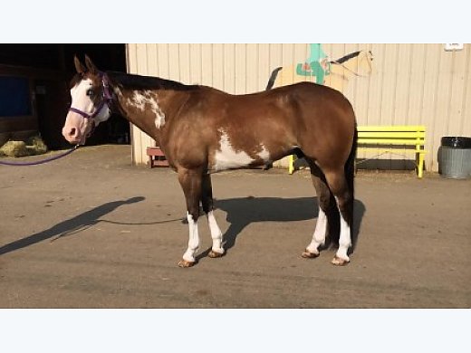 Gorgeous English/Western Bay Overo Paint Gelding