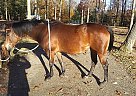 Quarter Pony Mare for Sale in Pine Grove, Pennsylvania Quarter Pony Mare for Sale in Pine Grove, Pennsylvania