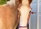 Bonafus - Gelding in Union, WV Bonafus - Gelding in Union, WV