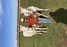 Quarter Horse - Horse for Sale in Cambridge City, IN 47327 Quarter Horse - Horse for Sale in Cambridge City, IN 47327