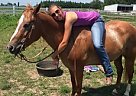 Pony - Horse for Sale in Nevada , IA 50201