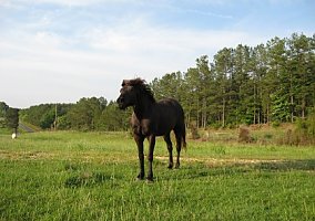 Missouri Fox Trotter (Missouri Fox Trotter, Gelding) in Hackleberg, AL