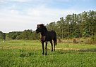 Missouri Fox Trotter - Horse for Sale in Hackleberg, AL 35564 Missouri Fox Trotter - Horse for Sale in Hackleberg, AL 35564
