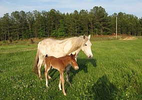 Missouri Fox Trotter (Missouri Fox Trotter, Mare) in Hackleberg, AL