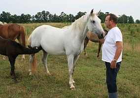 Missouri Fox Trotter (Missouri Fox Trotter, Mare) in Hackleberg, AL