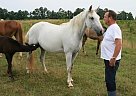Missouri Fox Trotter - Horse for Sale in Hackleberg, AL 35564 Missouri Fox Trotter - Horse for Sale in Hackleberg, AL 35564