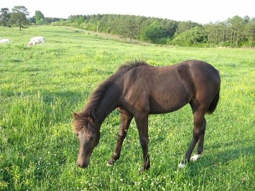 Missouri Fox Trotter Mare for Sale