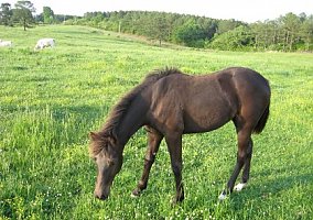 Missouri Fox Trotter (Missouri Fox Trotter, Mare) in Hackleberg, AL