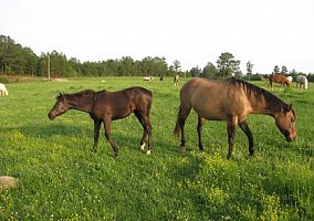 Missouri Fox Trotter (Missouri Fox Trotter, Mare) in Hackleberg, AL
