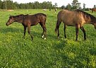 Missouri Fox Trotter - Horse for Sale in Hackleberg, AL 35564 Missouri Fox Trotter - Horse for Sale in Hackleberg, AL 35564