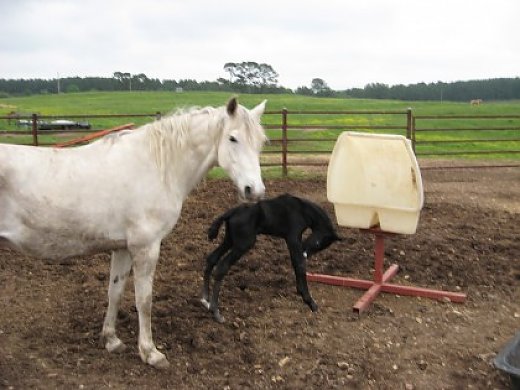 Missouri Fox Trotter Mare for Sale