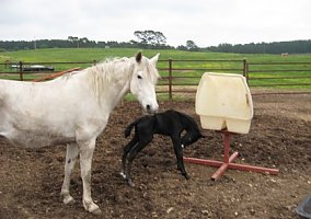 Missouri Fox Trotter (Missouri Fox Trotter, Mare) in Hackleberg, AL