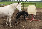Missouri Fox Trotter - Horse for Sale in Hackleberg, AL 35564 Missouri Fox Trotter - Horse for Sale in Hackleberg, AL 35564