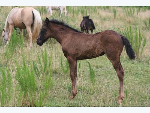Missouri Fox Trotter Yearling for Sale