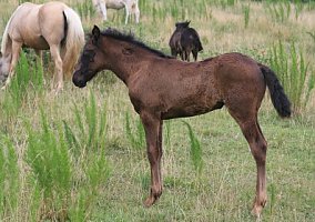 Missouri Fox Trotter (Missouri Fox Trotter, Stallion) in Hackleberg, AL