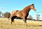 Tennessee Walking - Horse for Sale in Lewisburg, TN 37091 Tennessee Walking - Horse for Sale in Lewisburg, TN 37091