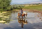 Cogburn - Gelding in Roosevelt, UT Cogburn - Gelding in Roosevelt, UT