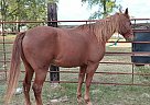 Walker - Gelding in Greensboro, AL Walker - Gelding in Greensboro, AL