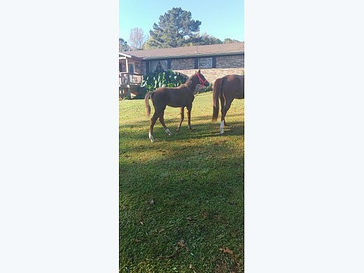 Quarter Horse Philly for Sale