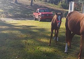 Quarter Horse (Quarter Horse, Gelding) in Bessemer, AL