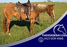Quarter Horse - Horse for Sale in Greensburg, KY 42743 Quarter Horse - Horse for Sale in Greensburg, KY 42743