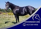 Quarter Horse - Horse for Sale in Peggs, OK 74452 Quarter Horse - Horse for Sale in Peggs, OK 74452