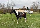 Spotted Saddle - Horse for Sale in Lewisburg, TN 37091 Spotted Saddle - Horse for Sale in Lewisburg, TN 37091