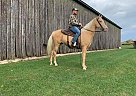 Tennessee Walking - Horse for Sale in Lewisburg, TN 40342
