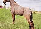 Tennessee Walking - Horse for Sale in OTIS ORCHARDS, WA 99201 Tennessee Walking - Horse for Sale in OTIS ORCHARDS, WA 99201