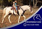 Tennessee Walking - Horse for Sale in Huntingdon, TN 38344 Tennessee Walking - Horse for Sale in Huntingdon, TN 38344