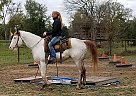 Paint - Horse for Sale in Willis, TX 77378