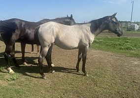 Quarter Horse (Quarter Horse, Mare) in Oakes, ND