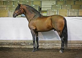 Cazar PRE Champion Stallion Andalusian Stallion
