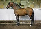 Cazar PRE Champion Stallion Andalusian Stallion