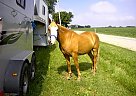 Sorrel Paint BLM Mustang Mustang Stallion