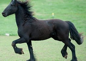 Stunning Movement Fhana-FPS Frie... Friesian Gelding