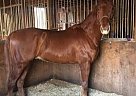 Neville Bardos Saddlebred Gelding