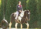 Kid Broke Draft Gelding Spotted Saddle Gelding