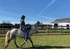 Welsh Pony and Cob (Welsh Pony and Cob, Gelding) in Lancaster, PA